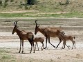 red hartebeest 05 Kg